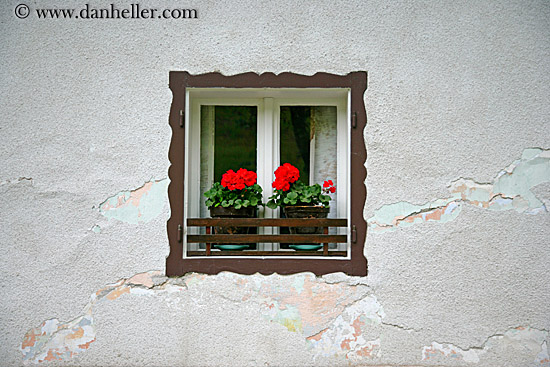 geraniums-n-window-4.jpg
