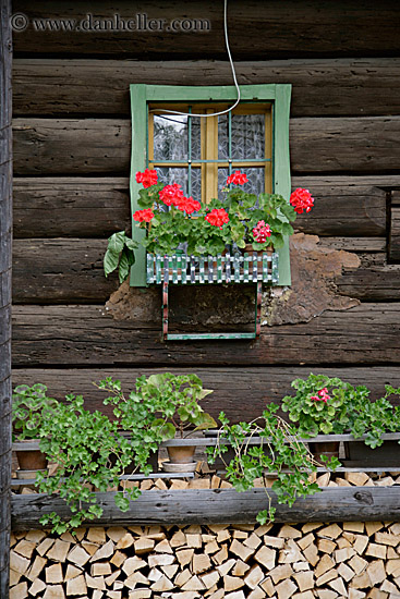 geraniums-n-window-n-wood.jpg