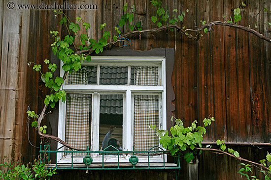 vines-around-window.jpg