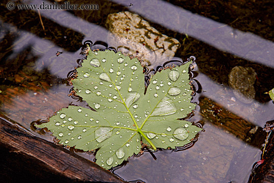 leaf-w-droplets-1.jpg