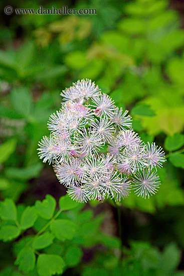 pink-spikey-flower.jpg