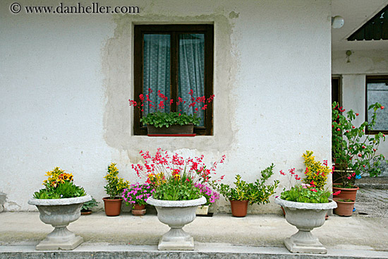 potted-plants-n-house-2.jpg