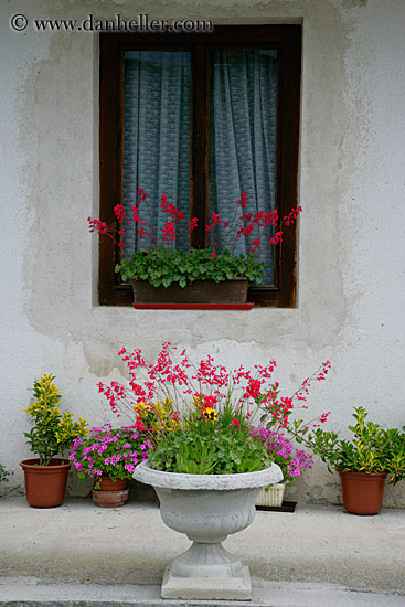 potted-plants-n-house-4.jpg