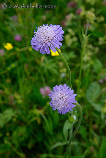 purple-flowers.jpg