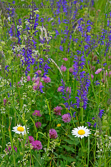 wildflowers-2.jpg
