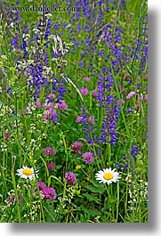 bohinj, europe, flowers, slovenia, vertical, wildflowers, photograph