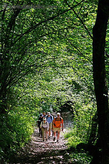group-hike-tree-tunnel.jpg