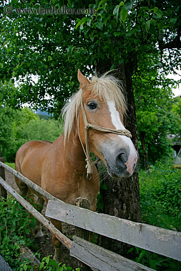 haflinger-3.jpg