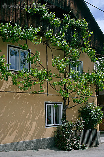 ivy-wall-2.jpg