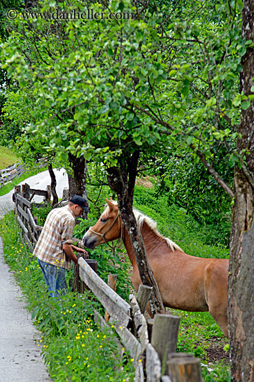 man-n-haflinger-1.jpg