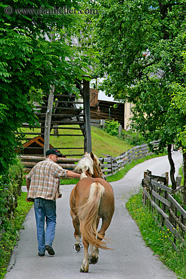 man-n-haflinger-4.jpg