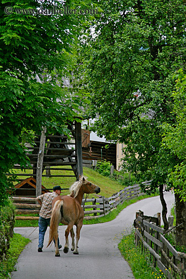 man-n-haflinger-6.jpg