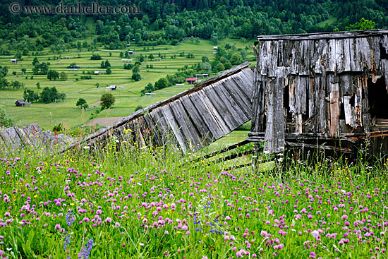 old-shed-n-wildflowers-3.jpg