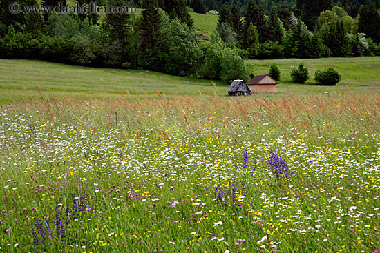 wildflowers-n-barn-01.jpg