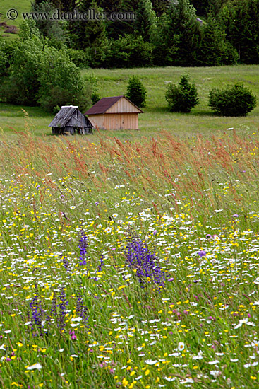 wildflowers-n-barn-01a.jpg