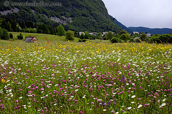 wildflowers-n-barn-03.jpg