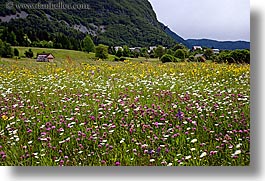 barn, bohinj, europe, horizontal, scenics, slovenia, wildflowers, photograph