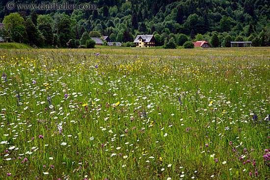 wildflowers-n-barn-05.jpg