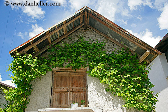 ivy-covered-wall.jpg