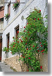 dreznica, europe, flowers, roses, slovenia, vertical, photograph