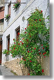 dreznica, europe, flowers, roses, slovenia, vertical, photograph