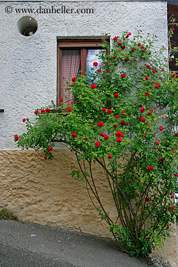 roses-2.jpg