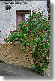 dreznica, europe, flowers, roses, slovenia, vertical, photograph
