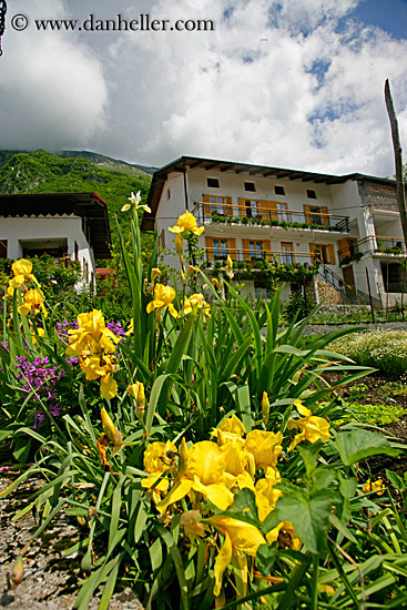 yellow-flowers.jpg