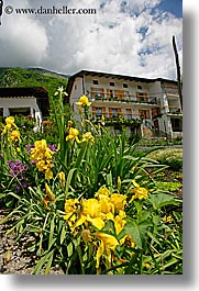 dreznica, europe, flowers, slovenia, vertical, yellow, photograph