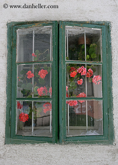 flowers-thru-dirty-window.jpg
