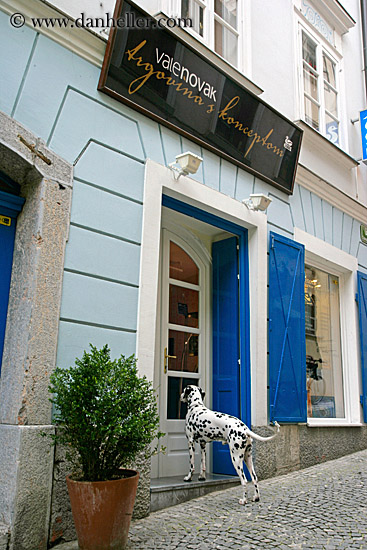 dalmation-at-door-2.jpg