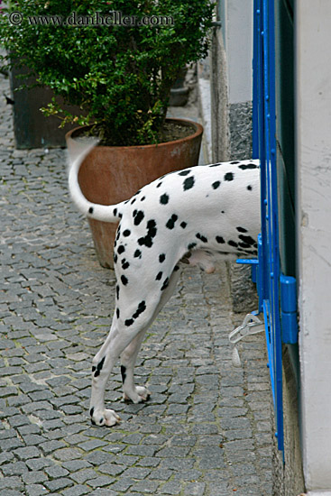 dalmation-at-door-3.jpg