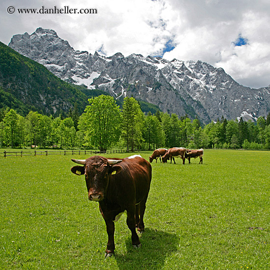 cows-n-mtns-1.jpg