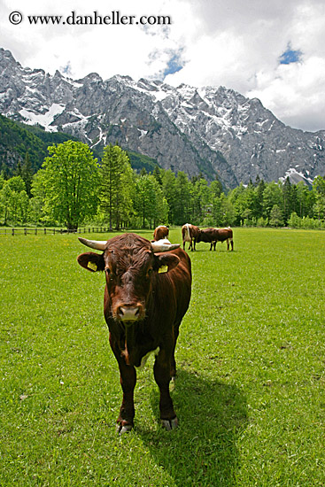 cows-n-mtns-2.jpg