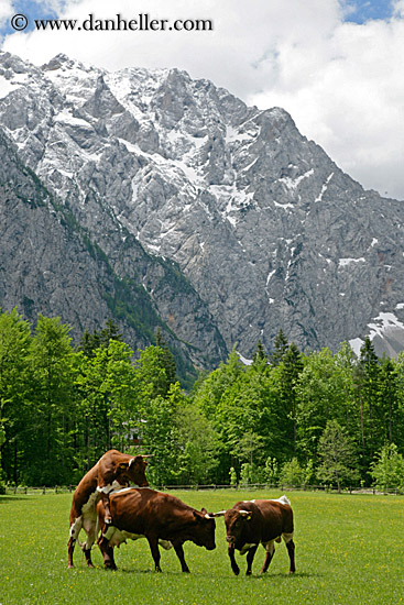 cows-n-mtns-3.jpg