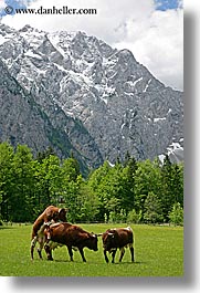 cows, europe, logarska dolina, mountains, slovenia, vertical, photograph