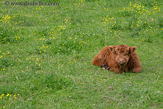 highland-cattle-1.jpg