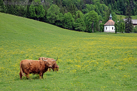 highland-cattle-2.jpg