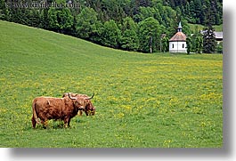 cows, cowscows, europe, highlands, horizontal, logarska dolina, slovenia, photograph