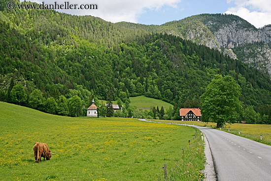 highland-cattle-3.jpg