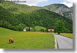 cows, cowscows, europe, highlands, horizontal, logarska dolina, slovenia, photograph