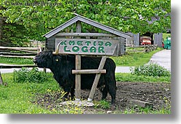 cows, cowscows, europe, highlands, horizontal, logarska dolina, slovenia, photograph