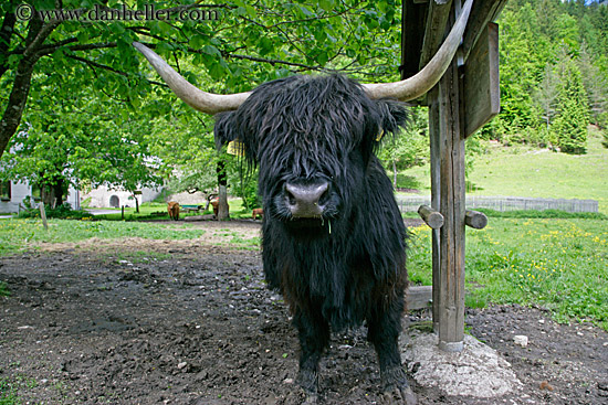highland-cattle-5.jpg