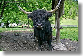 cows, cowscows, europe, highlands, horizontal, logarska dolina, slovenia, photograph