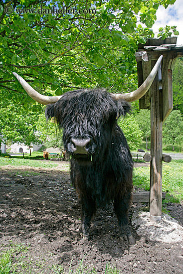 highland-cattle-6.jpg