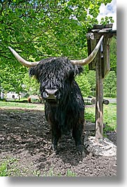 cows, cowscows, europe, highlands, logarska dolina, slovenia, vertical, photograph