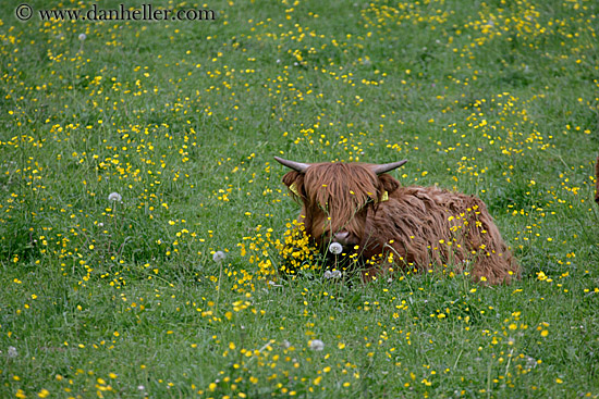 highland-cattle-7.jpg