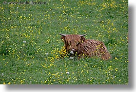 cows, cowscows, europe, highlands, horizontal, logarska dolina, slovenia, photograph