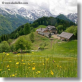 barn, clouds, europe, houses, logarska dolina, mountains, scenics, slovenia, snowcaps, square format, views, wildflowers, photograph