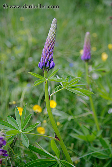 purple-flower-2.jpg